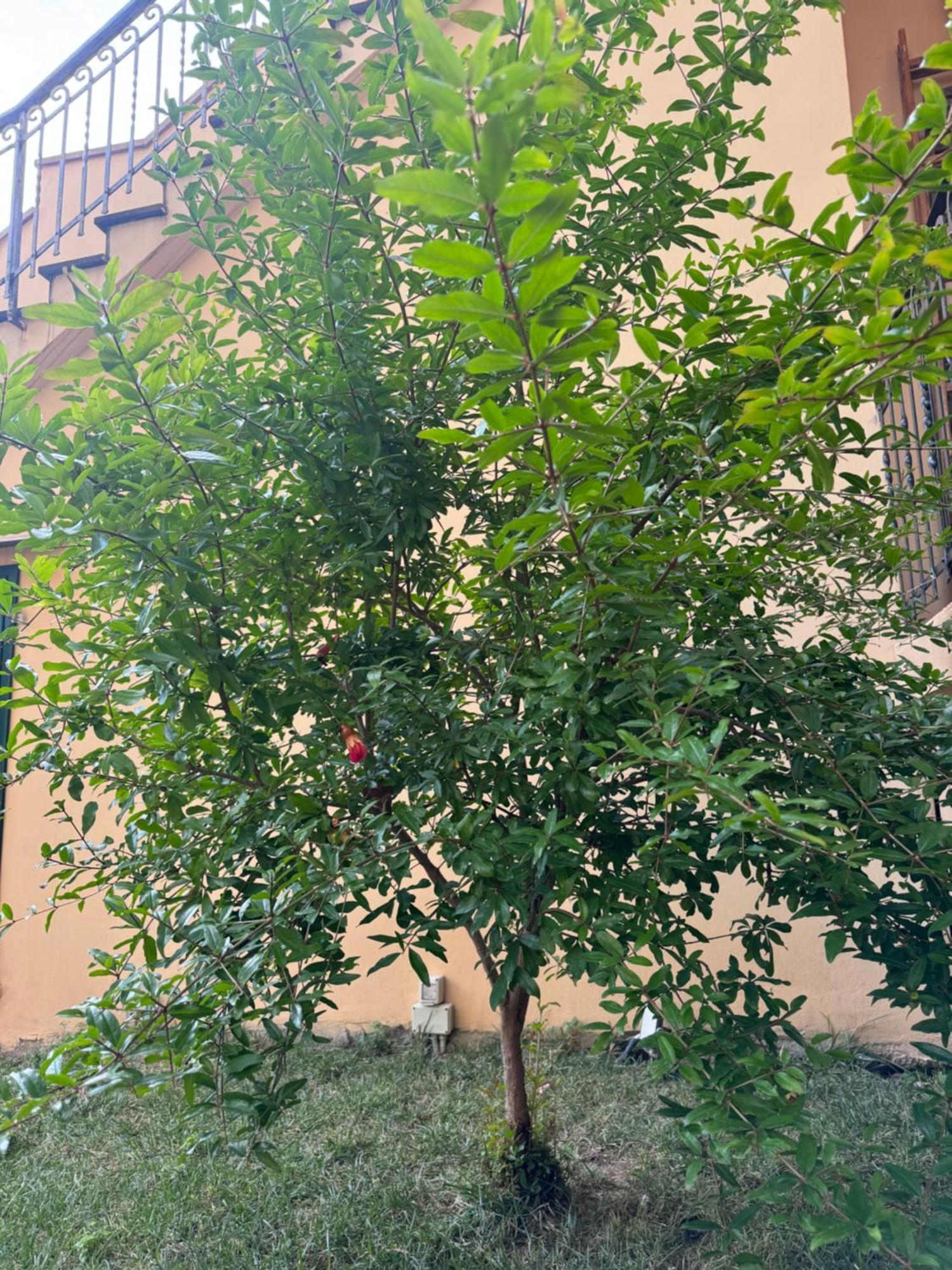 La Casa Di Grace Apartment Florence Ngoại thất bức ảnh